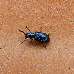 Necrobia violacea