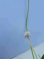 Tridax procumbens
