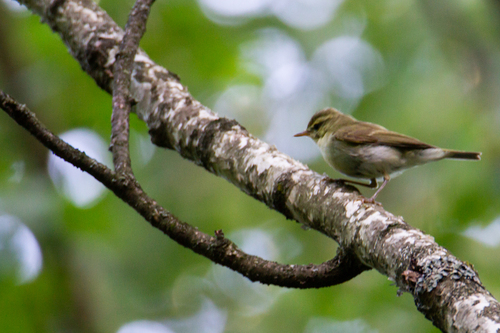 Green Warbler, Кисловодск, Ставропольский край, Россия, photo 9 of 10