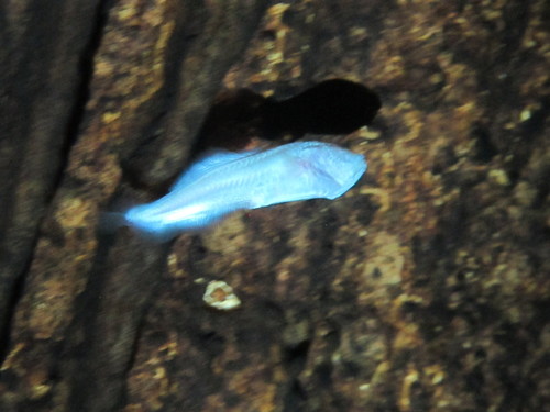 Typhlias pearsei