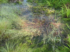 Torreyochloa pallida