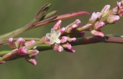 Polygonum argyrocoleon