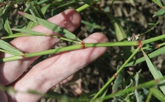 Polygonum argyrocoleon
