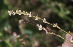 Polygonum argyrocoleon