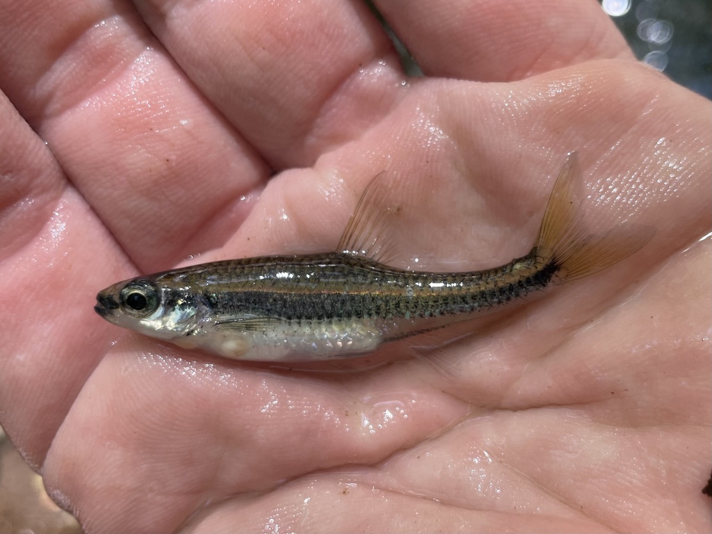 Highfin shiner (Notropis altipinnis) — Cyprinidae