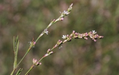 Polygonum argyrocoleon