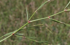 Polygonum argyrocoleon