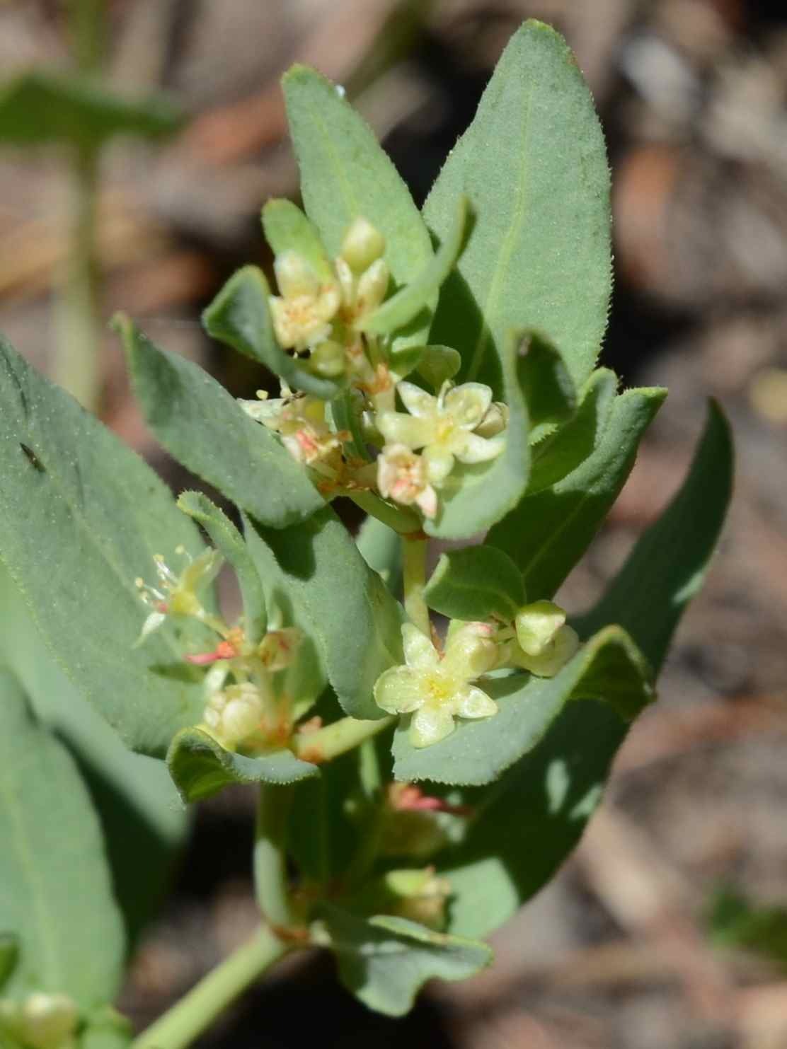 Aconogonon davisiae