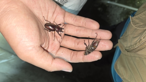 Lucanus kirchneri