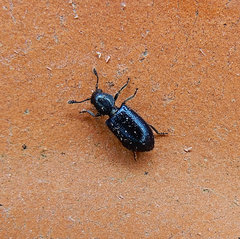 Necrobia violacea