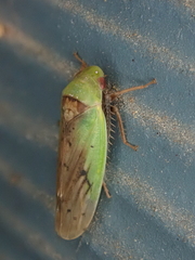 Ponana