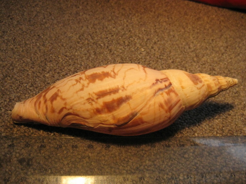 Alcithoe fissurata