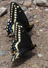 Papilio indra