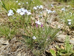 Eritrichium pectinatum