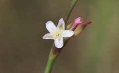 Polygonum argyrocoleon