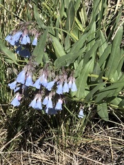 Mertensia lanceolata