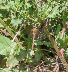 Neurocordulia xanthosoma