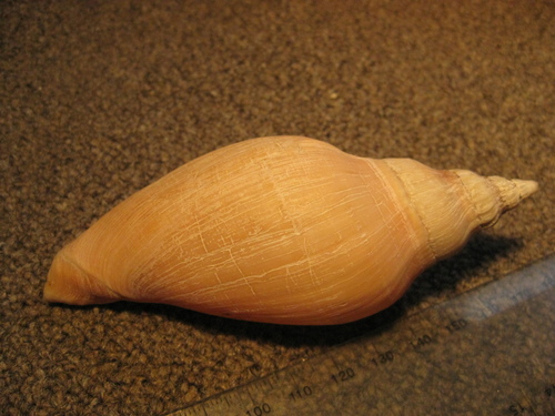 Alcithoe larochei