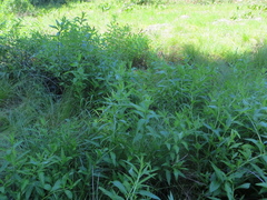 Decodon verticillatus