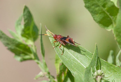 Trogomorpha arrogans