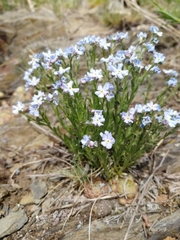 Eritrichium pectinatum