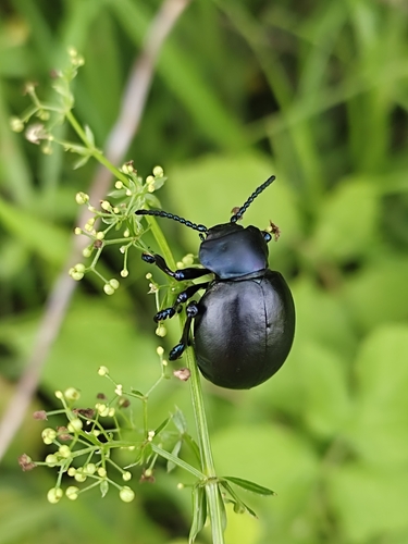 Timarcha tenebricosa