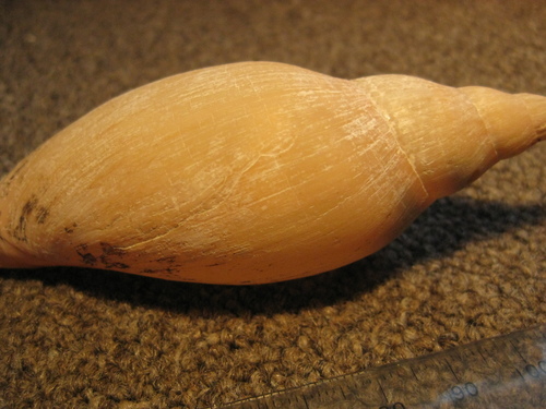 Alcithoe tigrina