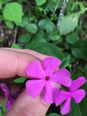 Phlox ovata