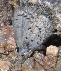 Celastrina echo