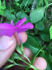 Phlox ovata