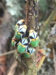 Metcalfiella vicina