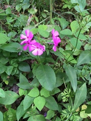 Phlox ovata