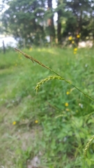 Carex sylvatica