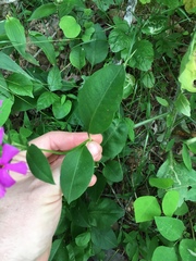 Phlox ovata