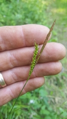 Carex sylvatica