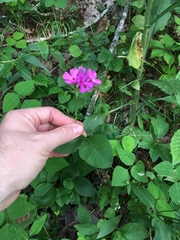 Phlox ovata