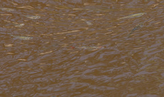 Cyprinella lutrensis