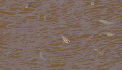 Cyprinella lutrensis