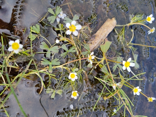 Image of Ranunculus baudotii by (c) Jake Dalzell, some rights reserved (CC BY)