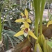 Maxillaria chrysantha - Photo (c) lailamedeiros, some rights reserved (CC BY-NC)