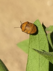 Orsilochides stictica