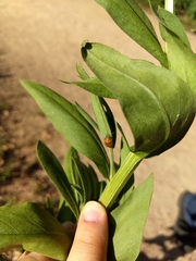 Orsilochides stictica