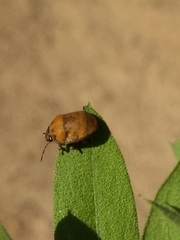 Orsilochides stictica