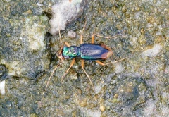 Tetracha floridana