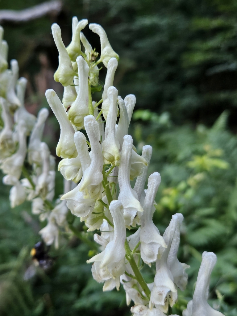 Eastern Monkshood