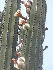 Stenocereus montanus