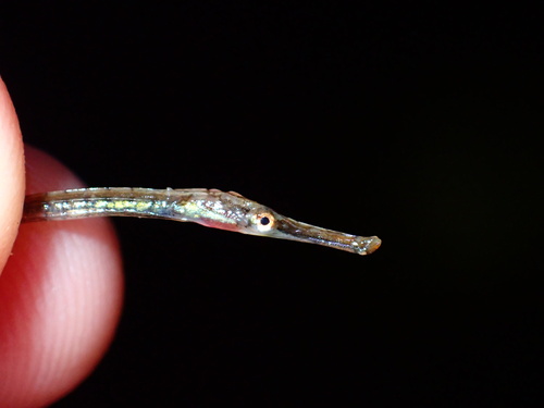 Chain pipefish (Syngnathus louisianae) — Syngnathidae — 3