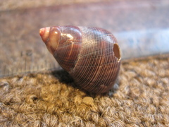 Cantharidus capillaceus