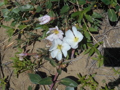 Oenothera albicaulis