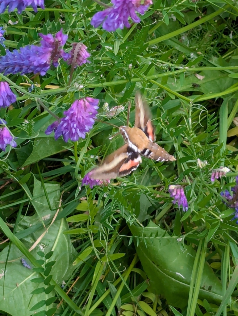 Bedstraw Hawkmoth